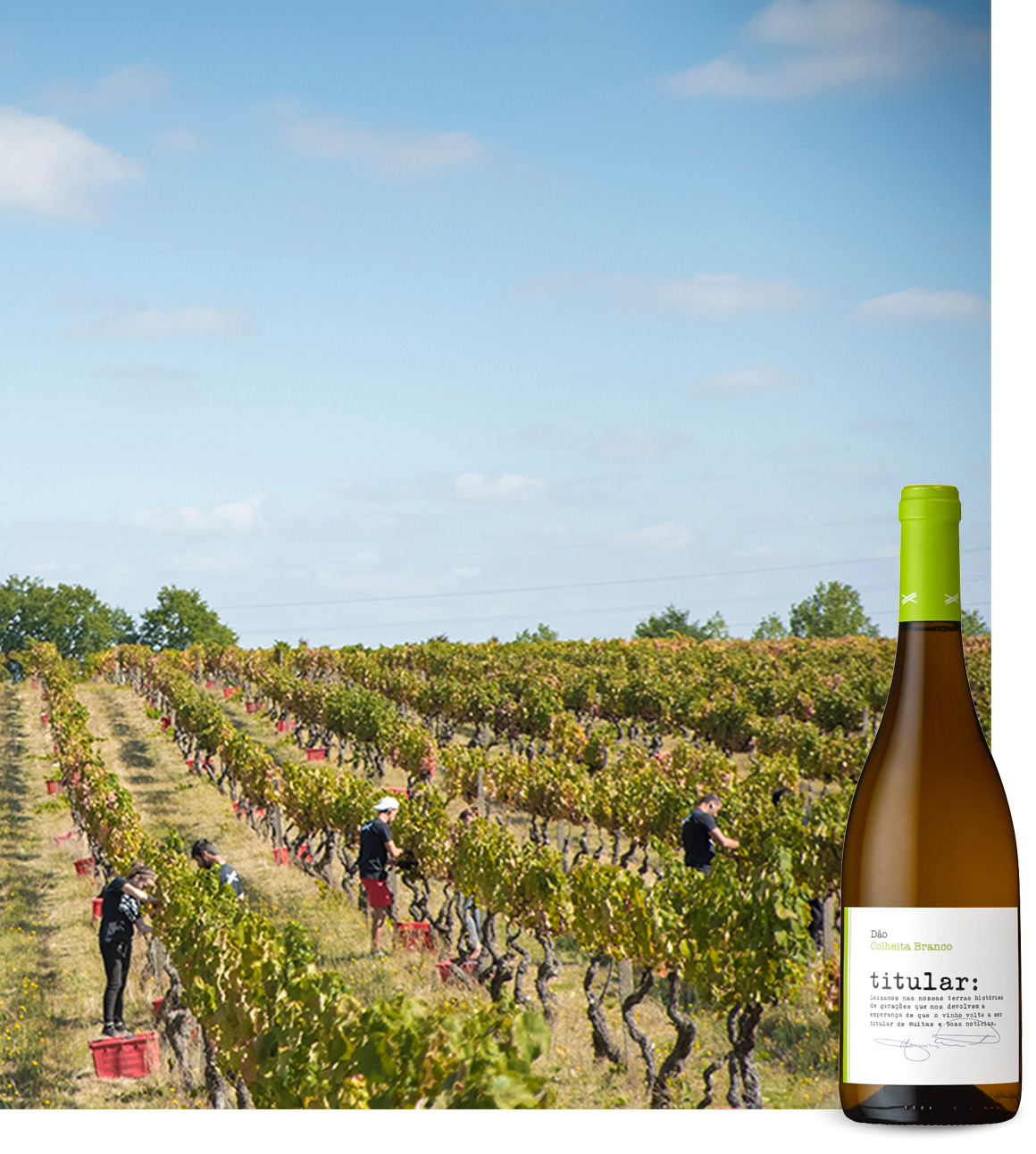 cruzados_wein Weinberge Cruzados mit Abbildung eines Weines