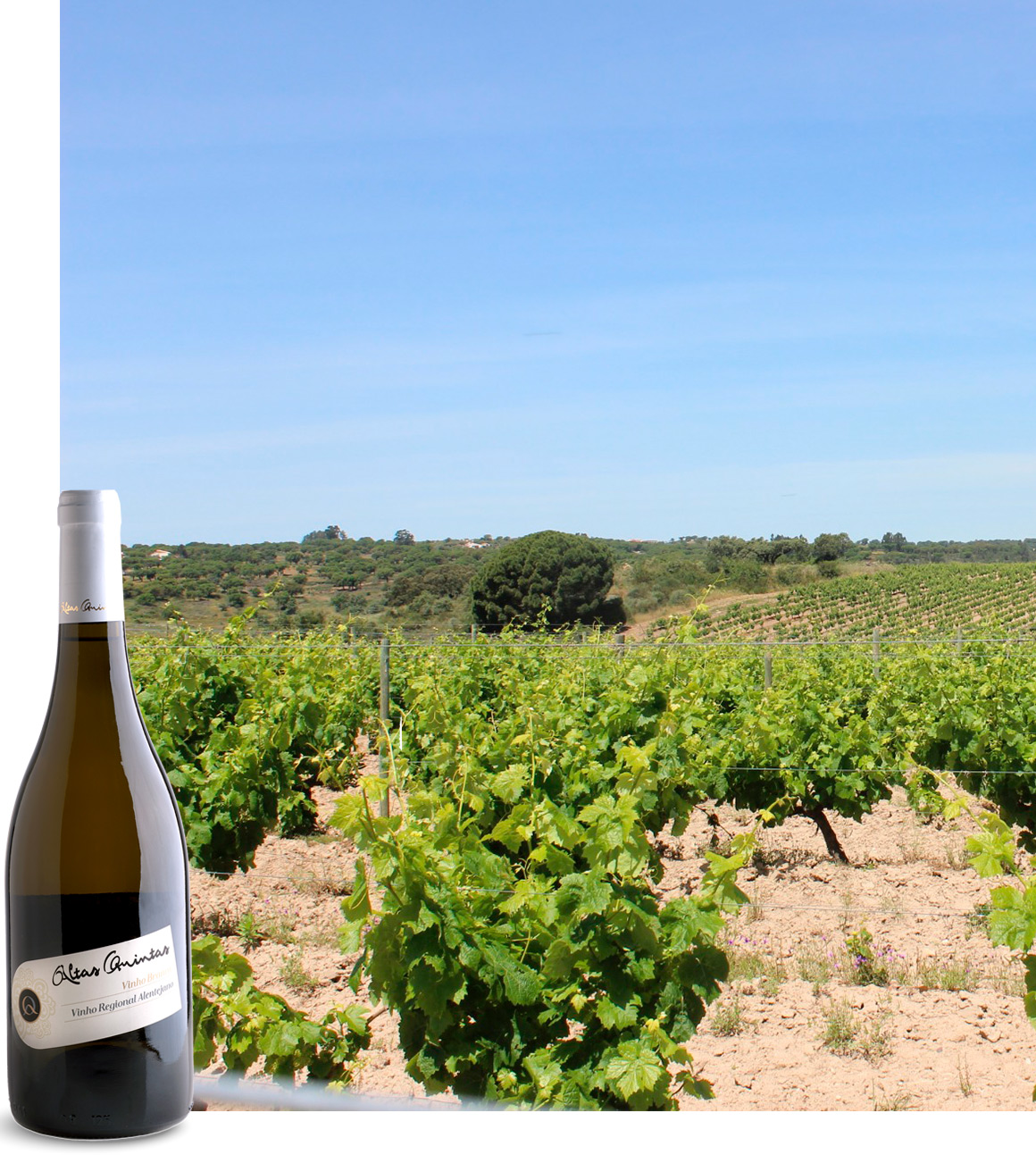 derwein Atlas Quintas Weißwein mit Weinreben im Hintergrund