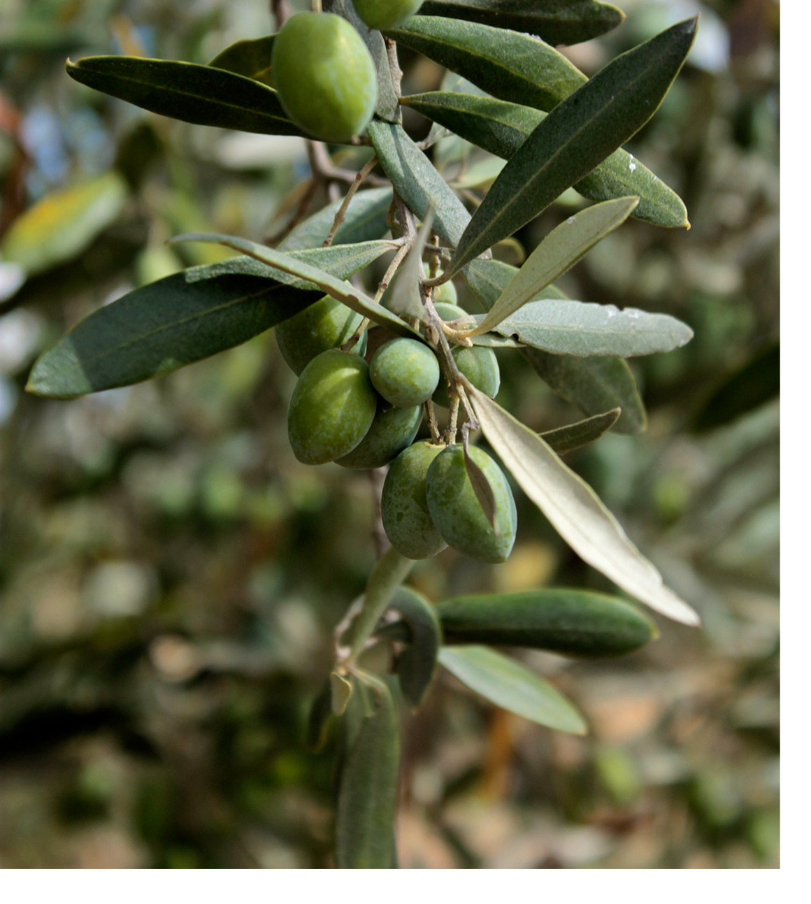 Oliven von Vila Boim